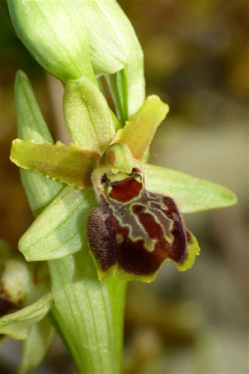 Ophrys argentaria?
